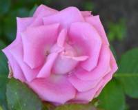 демо-картинка Цветок розы
