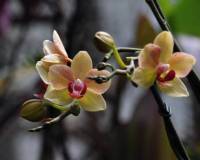 Растения, Орхидея
