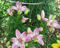 Растения, Лилия розовая