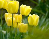 Растения, Желтые тюльпаны