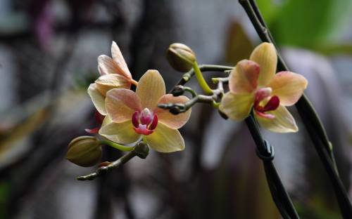 Орхидея, Растения