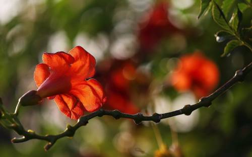 Красный цветок, Растения