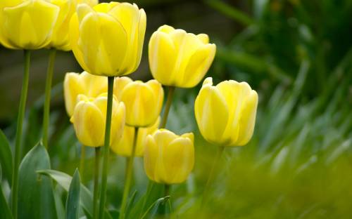Желтые тюльпаны, Растения
